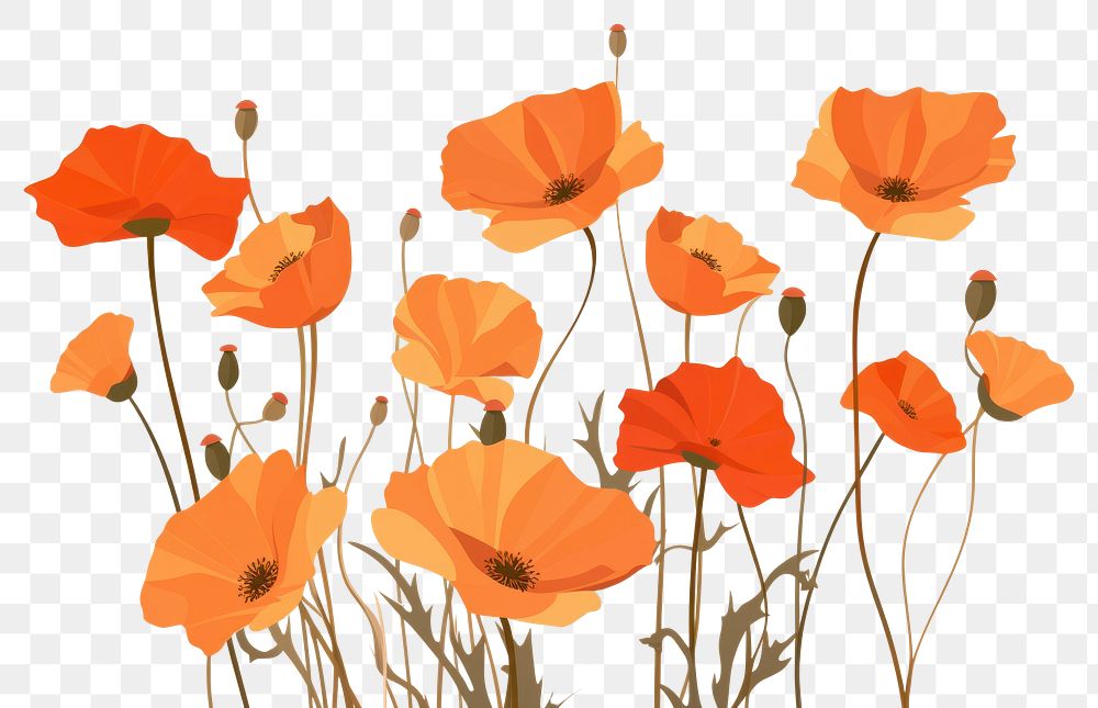 PNG California Poppies flower poppy plant. AI generated Image by rawpixel.