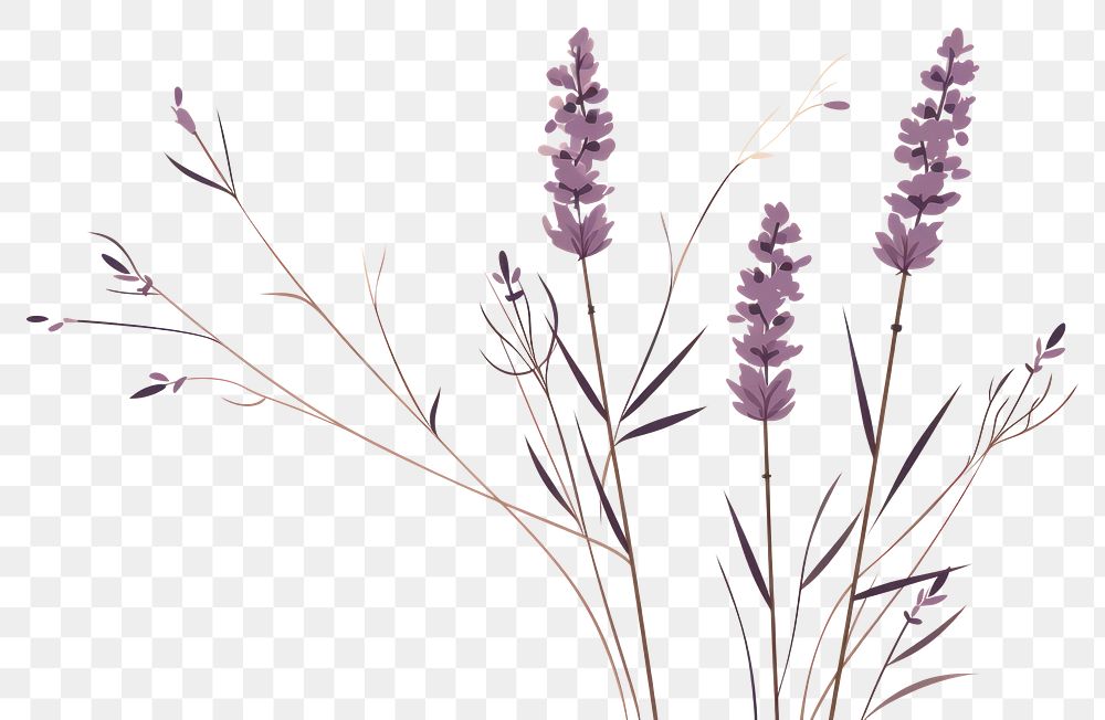 PNG Lavender lavender flower plant. AI generated Image by rawpixel.