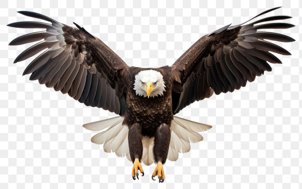 PNG Animal flying eagle bird