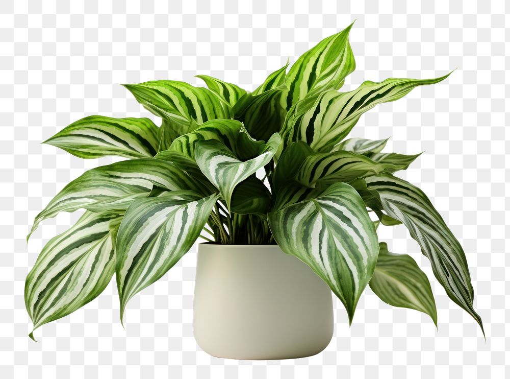 PNG Plant houseplant green leaf. 