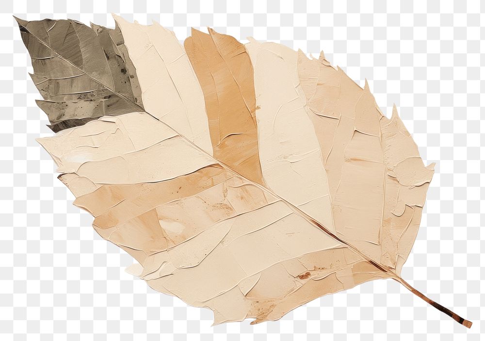 PNG Leaf paper creativity pattern. 