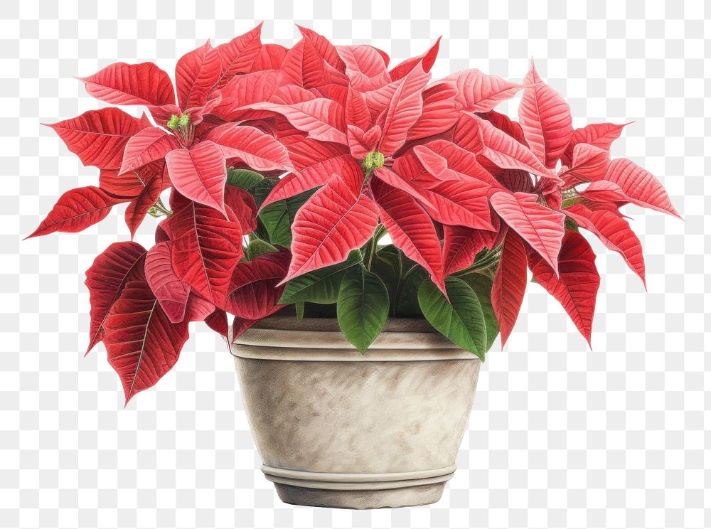 PNG Poinsettia flower plant leaf. AI generated Image by rawpixel.