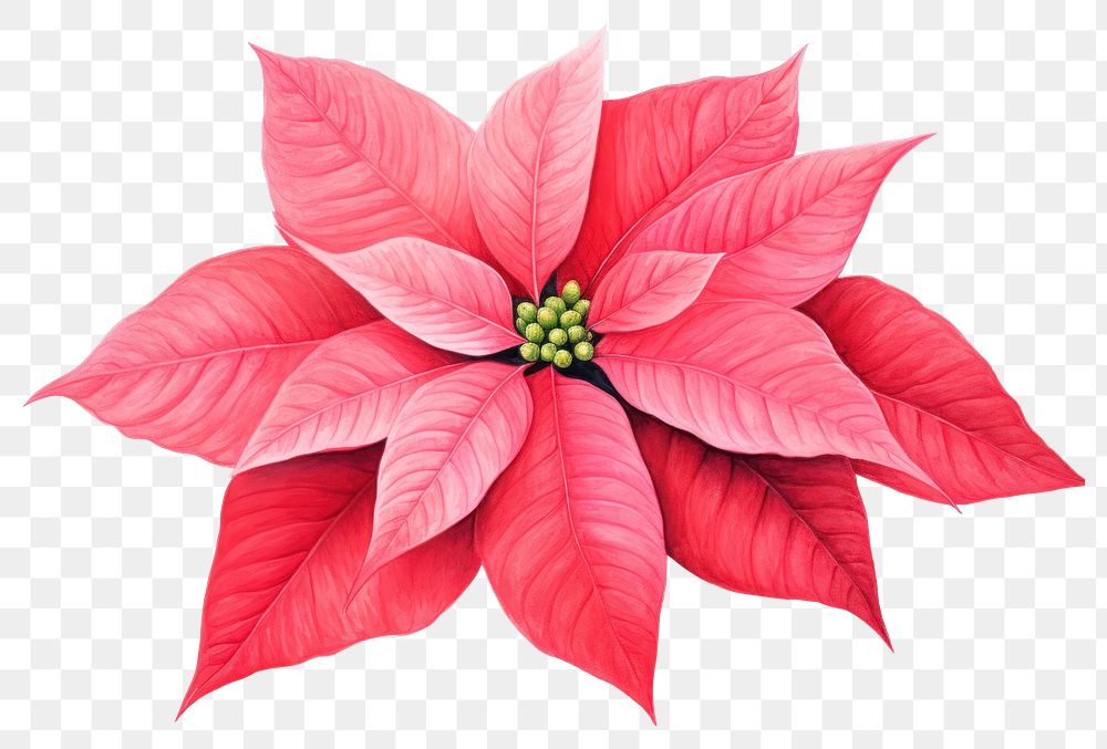 PNG Poinsettia christmas flower petal. AI generated Image by rawpixel.