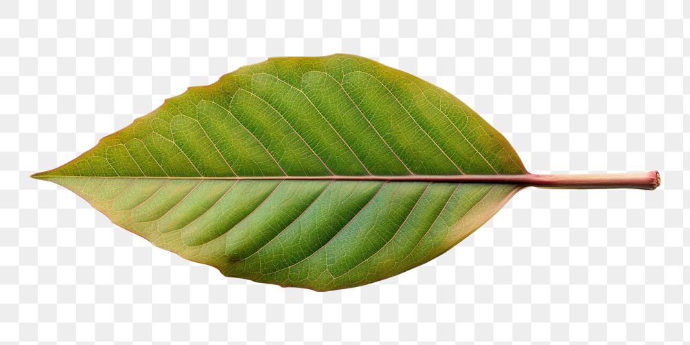PNG  Leaf plant white background annonaceae. AI generated Image by rawpixel.