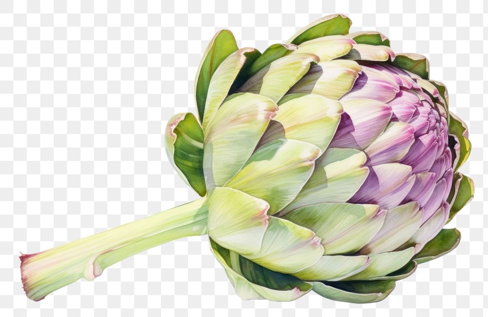PNG Artichoke vegetable plant food. AI generated Image by rawpixel.