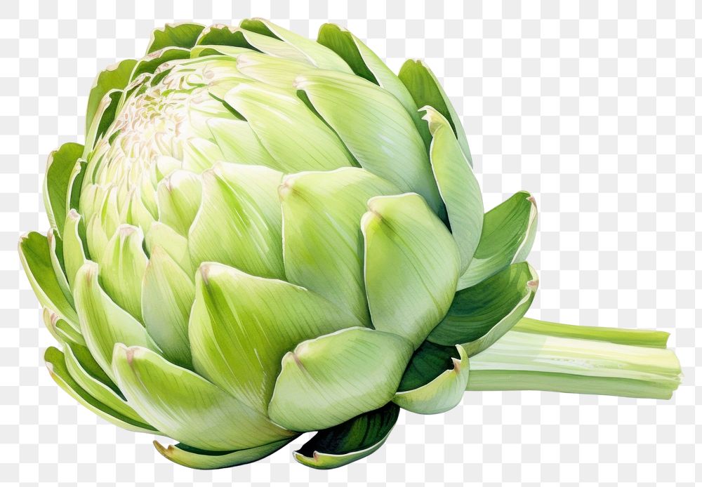 PNG Artichoke vegetable plant food. AI generated Image by rawpixel.