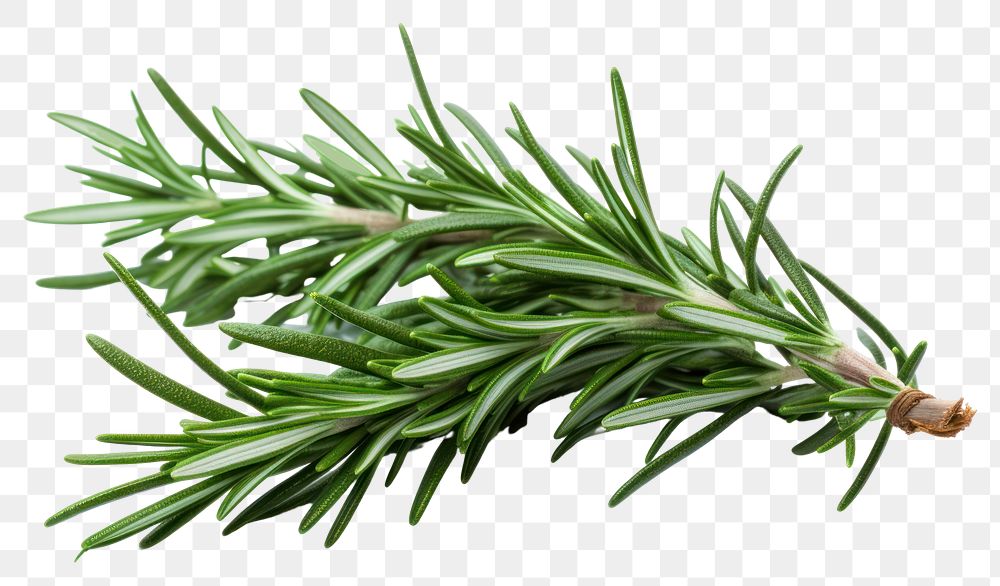 PNG Rosemary plant herbs fir. 