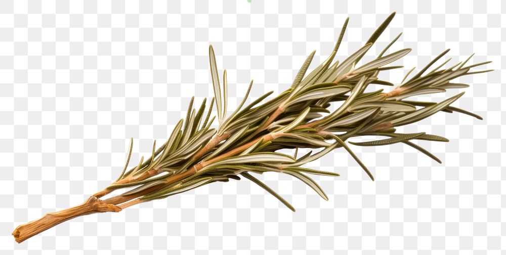 PNG  Plant herbs rosemary medicine. AI generated Image by rawpixel.