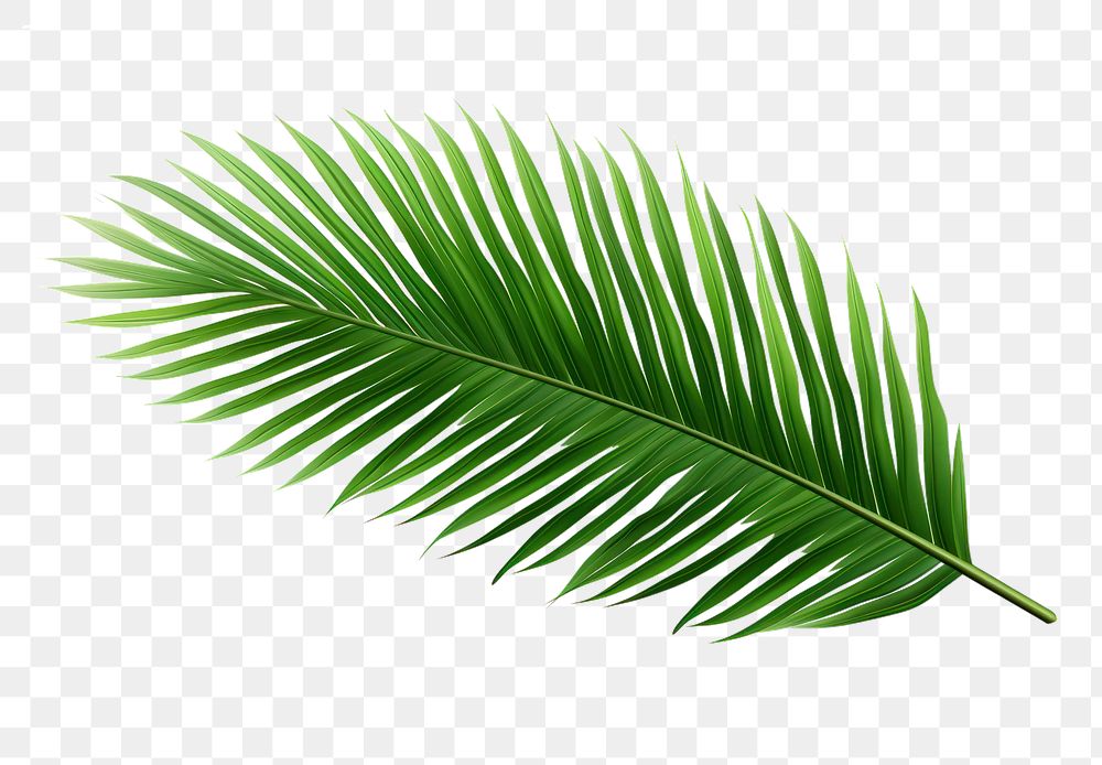 PNG Palm tree leave plant leaf  