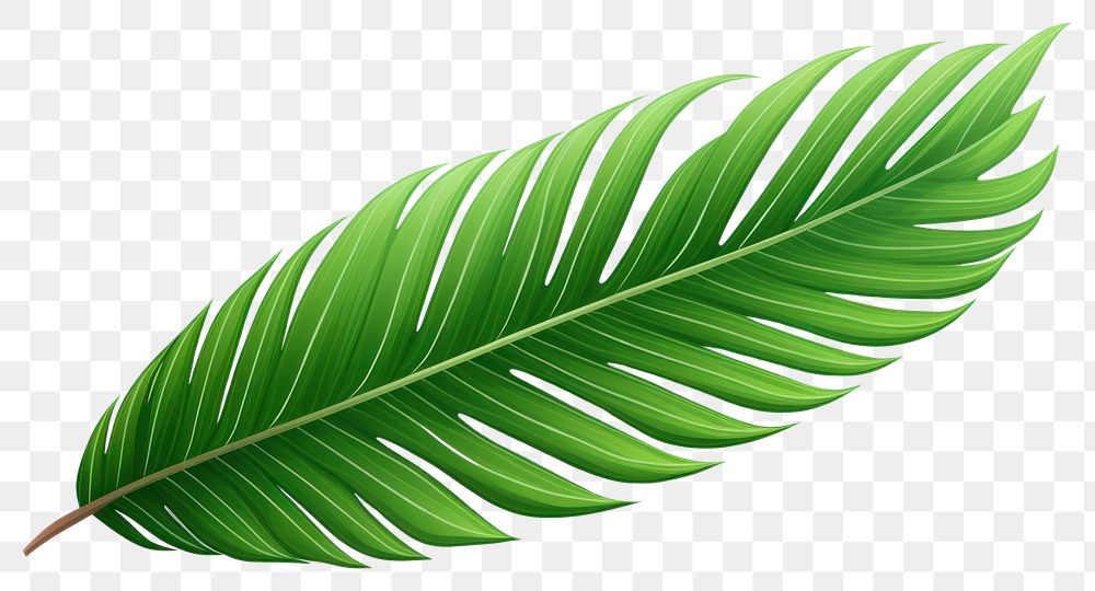 PNG Palm leave plant leaf  