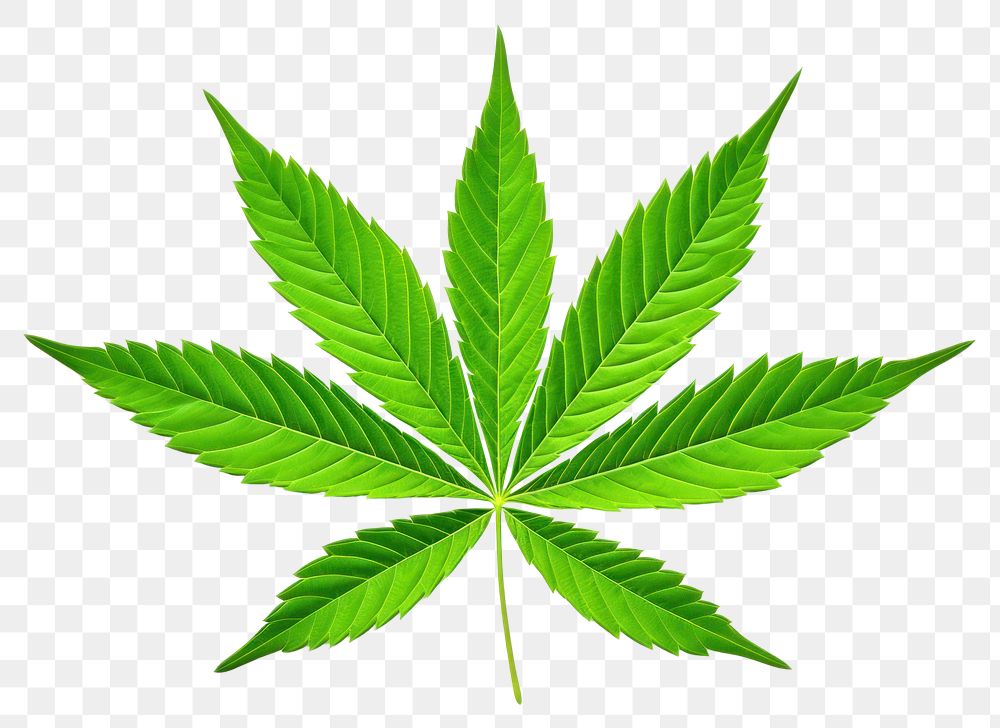 PNG Cannabis leaf cannabis plant green. AI generated Image by rawpixel.