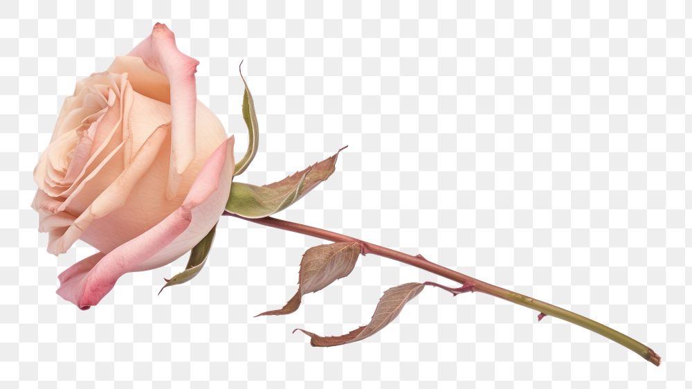 PNG Pink rose flower petal plant. AI generated Image by rawpixel.