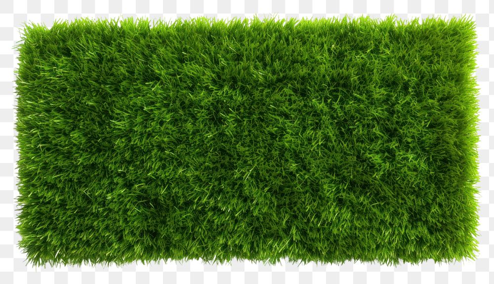 PNG Green grass field backgrounds plant green
