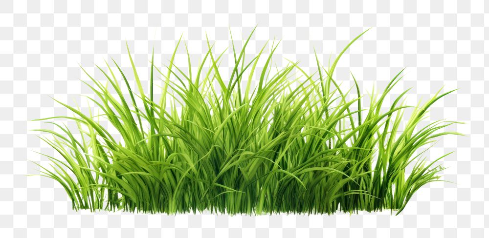 PNG Grass plant green lawn. AI generated Image by rawpixel.