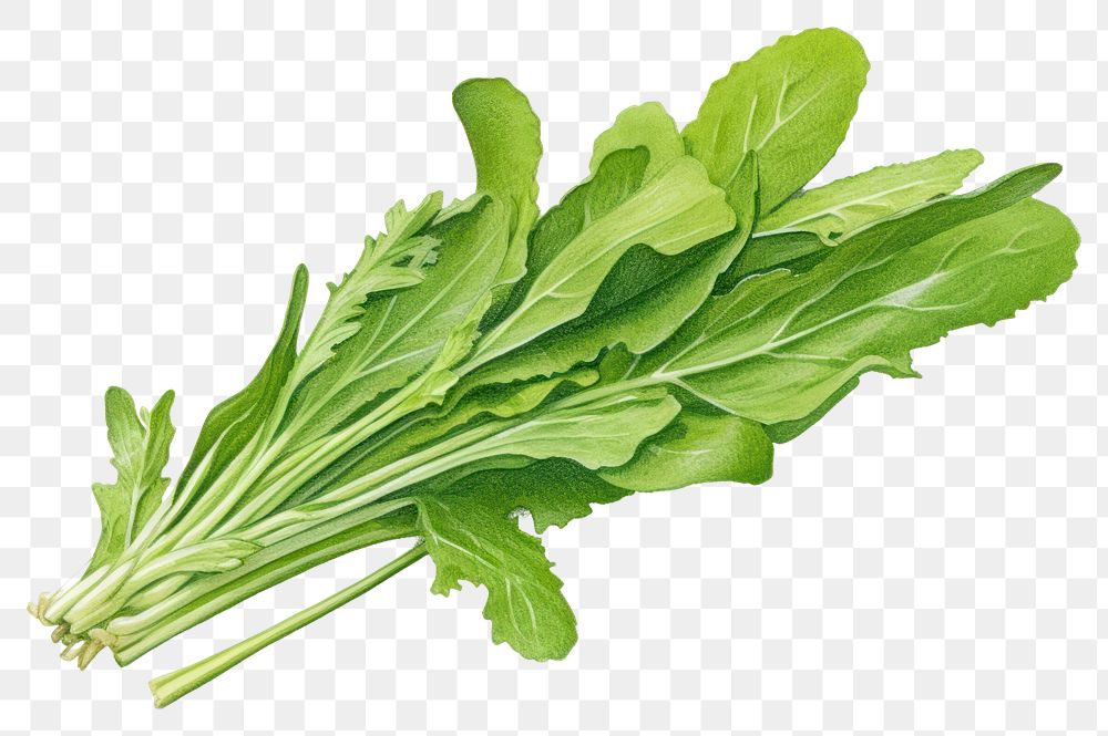PNG  Arugula rocket vegetable leaf plant. AI generated Image by rawpixel.