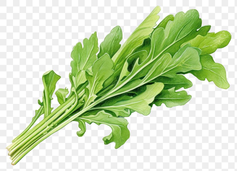 PNG Arugula rocket vegetable leaf plant. 