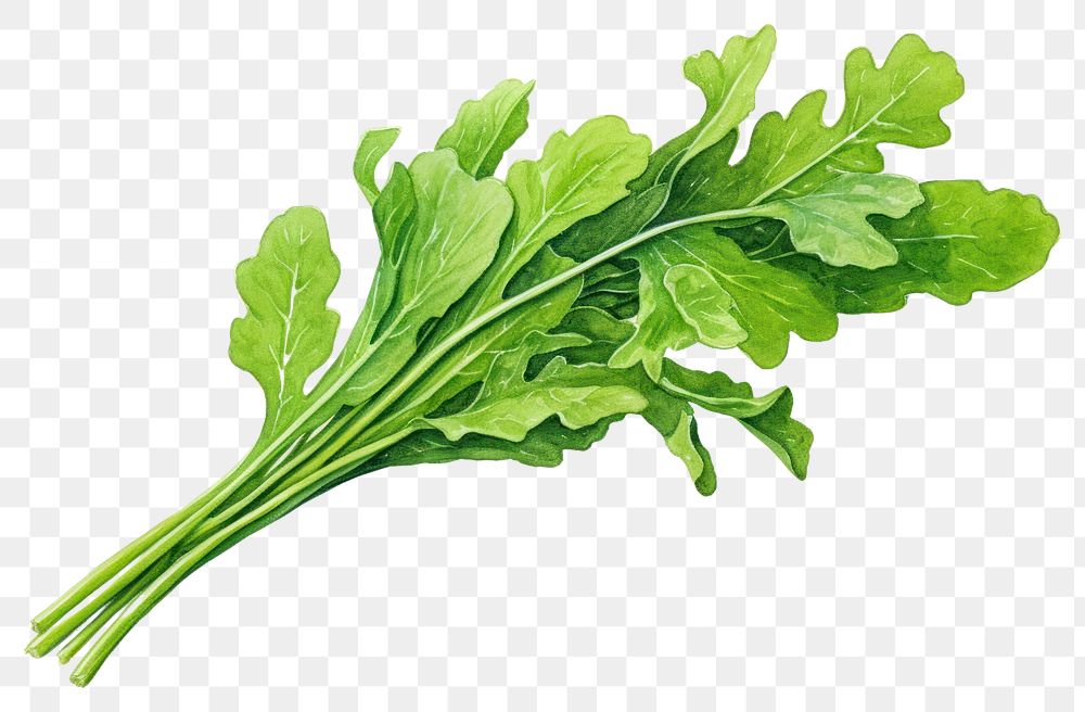 PNG Arugula rocket vegetable leaf plant. 