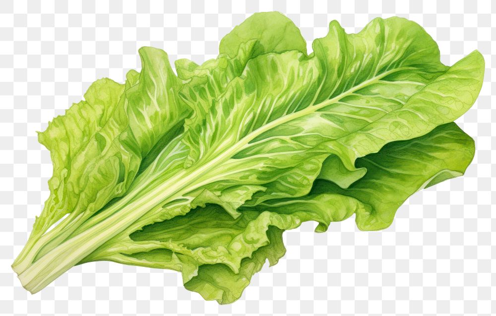 PNG Fresh lettuce rocket wild vegetable plant green. 