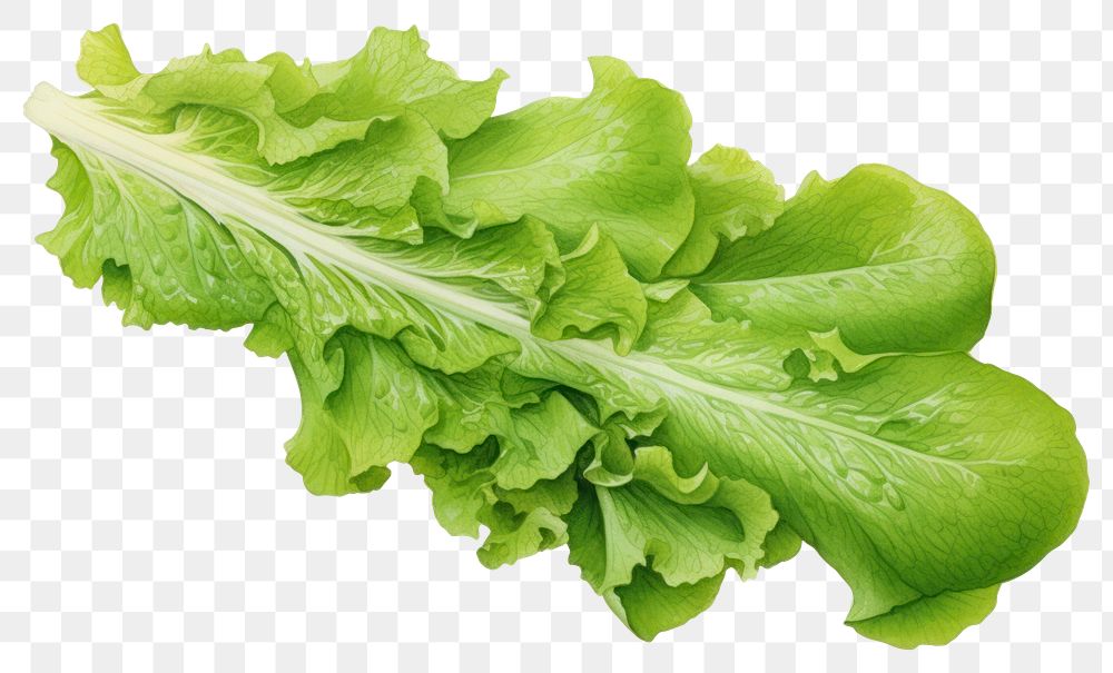 PNG  Fresh lettuce rocket vegetable plant green. AI generated Image by rawpixel.
