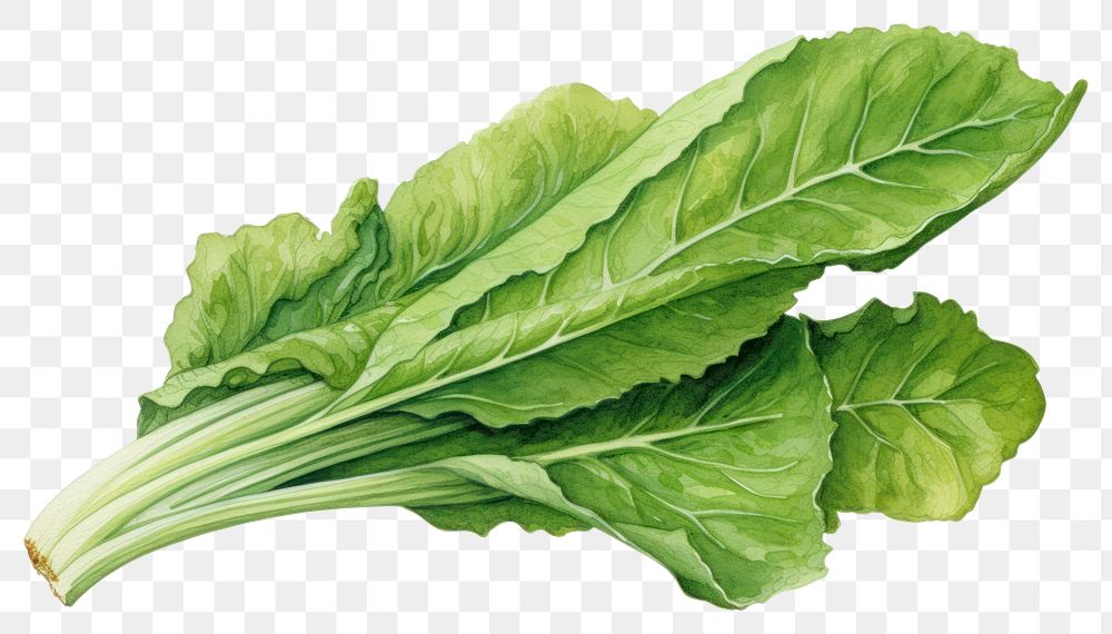 PNG  Salad Rocket vegetable leaf lettuce. AI generated Image by rawpixel.