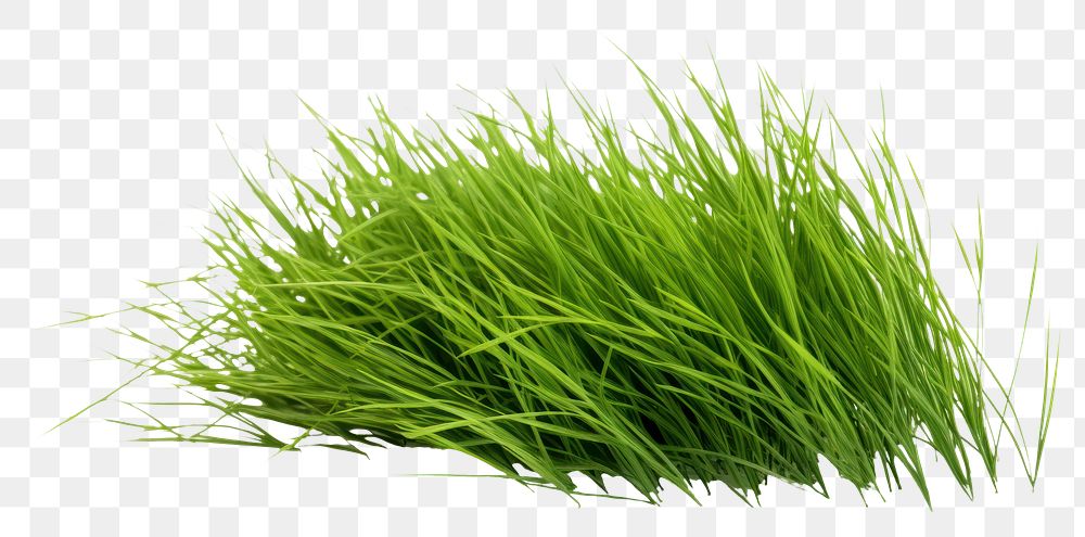 PNG Grass plant lawn white background. AI generated Image by rawpixel.