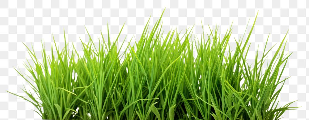 PNG Bermuda Grass grass plant lawn. AI generated Image by rawpixel.