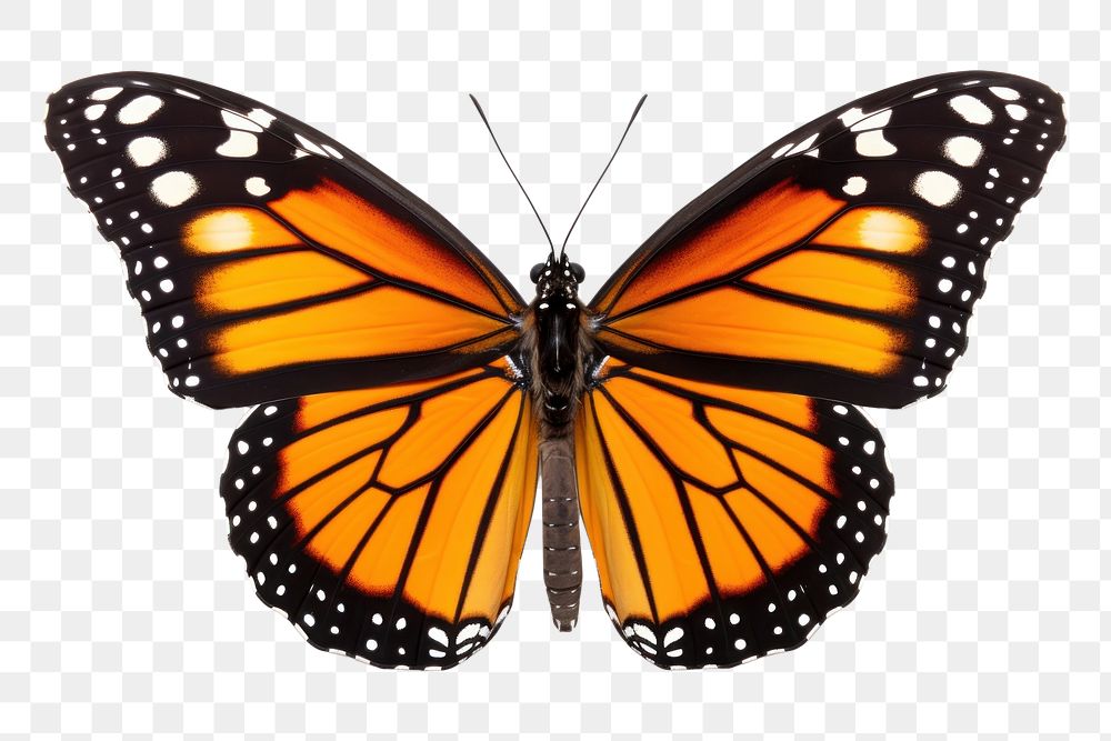 PNG Monarch butterfly monarch animal insect. AI generated Image by rawpixel.