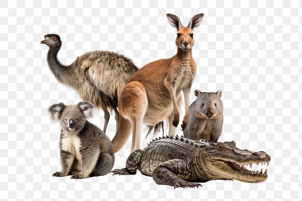 Australian wildlife png, animal remix, transparent background