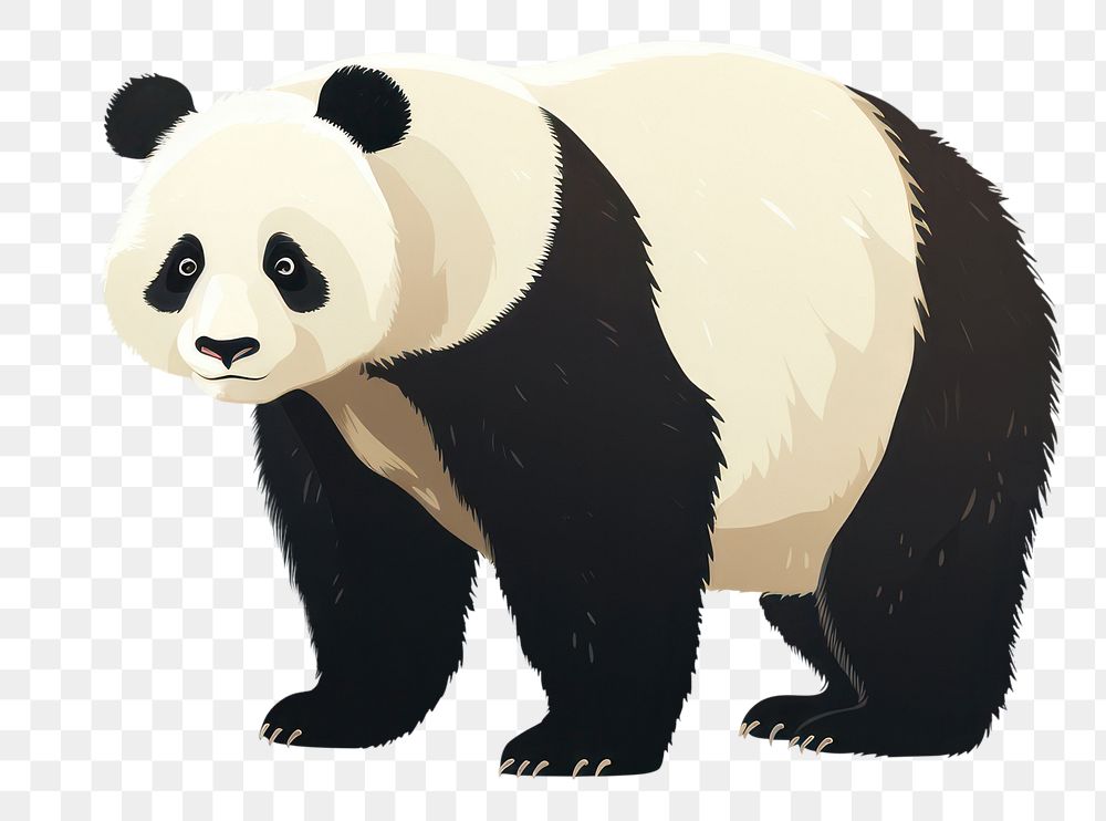 PNG Panda wildlife animal mammal. 