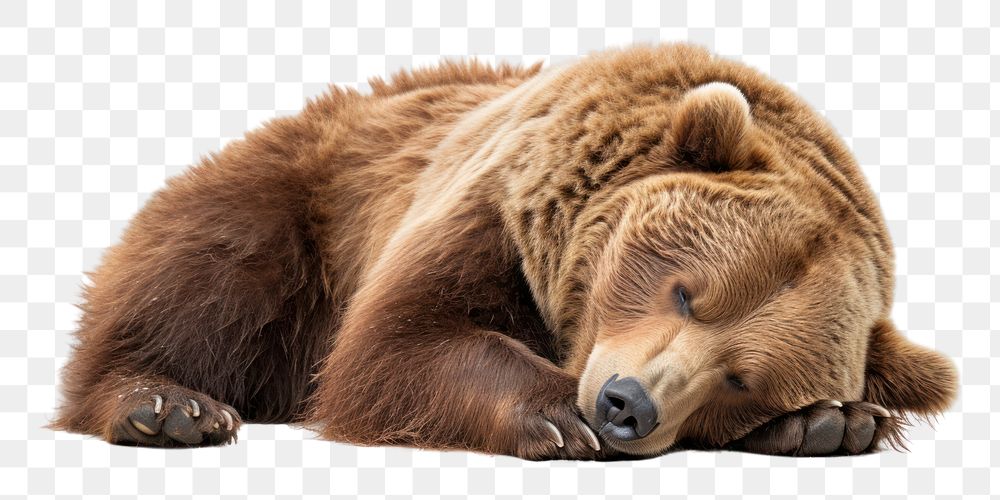 PNG  Lazy bear wildlife sleeping mammal. AI generated Image by rawpixel.