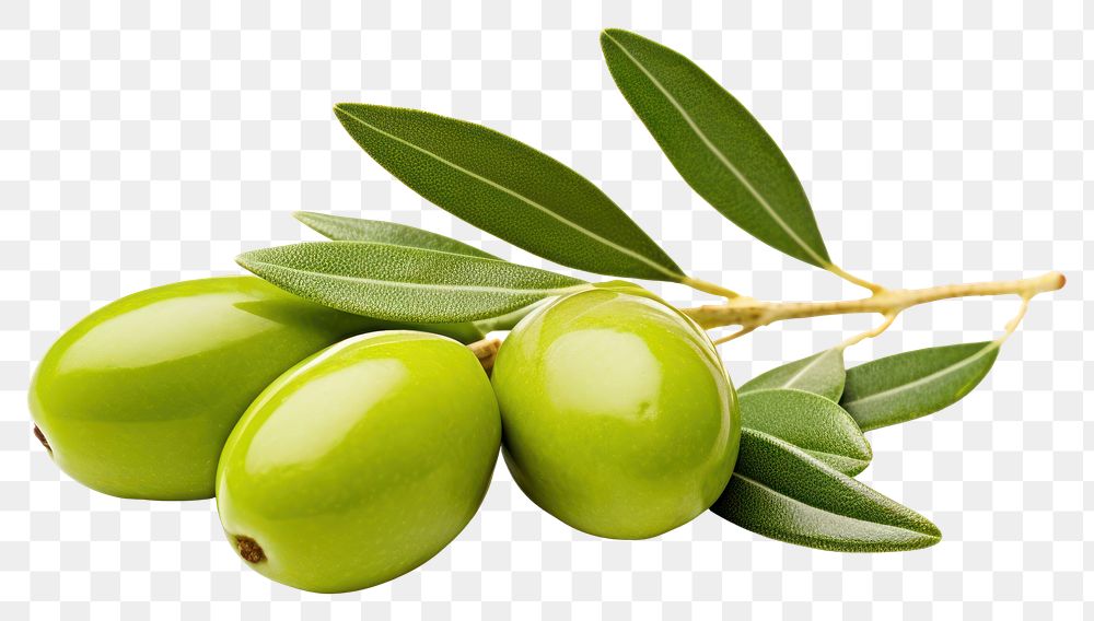 PNG Manzanilla olives plant food leaf. AI generated Image by rawpixel.