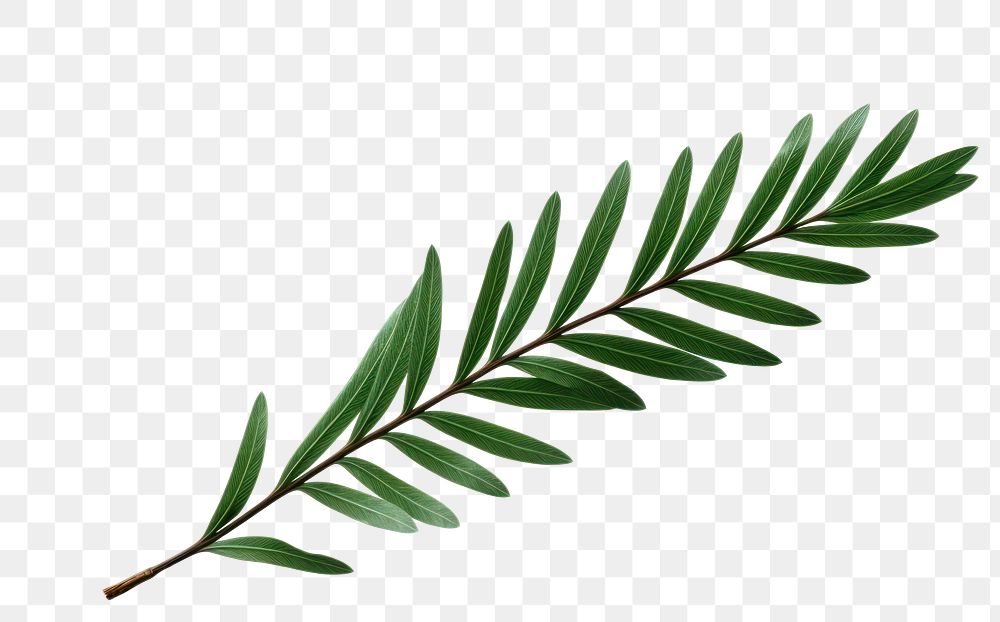 PNG A pine leaf plant herbs  