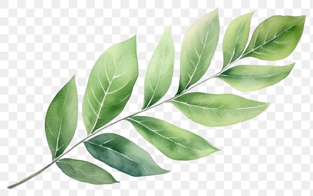 PNG Leaf plant herbs white background. AI generated Image by rawpixel.