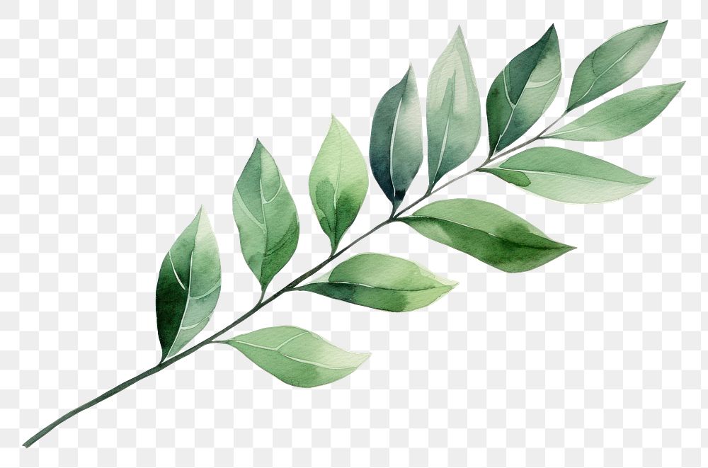 PNG Plant herbs leaf freshness