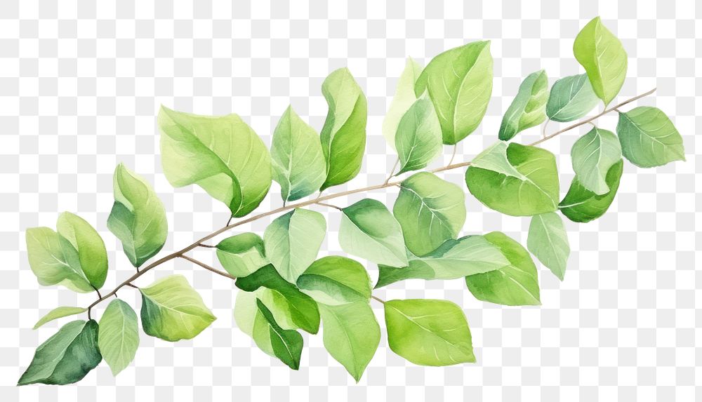 PNG Plant leaf pattern drawing. AI generated Image by rawpixel.