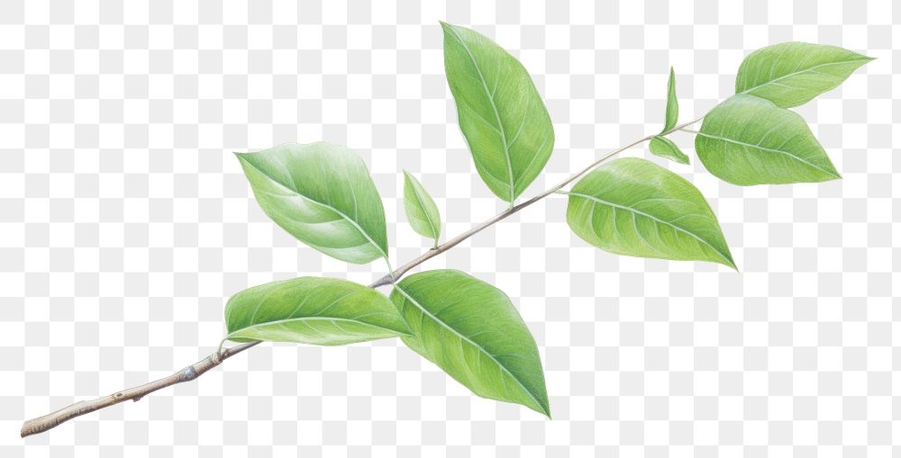 PNG Branch plant green leaf. AI generated Image by rawpixel.