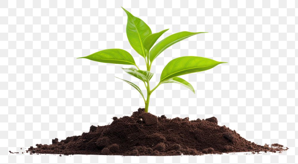 PNG New seedling planted plant leaf soil  