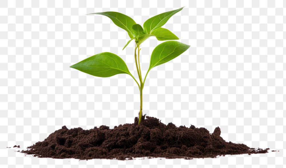 PNG New sprout planted plant leaf soil  