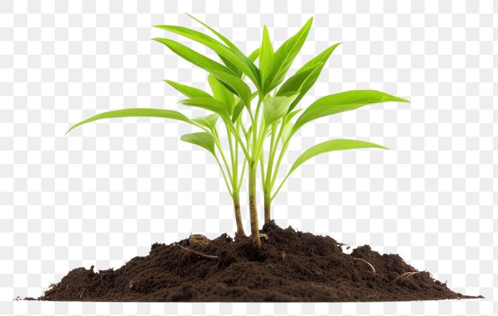 PNG Newly planted plant leaf soil white background. AI generated Image by rawpixel.