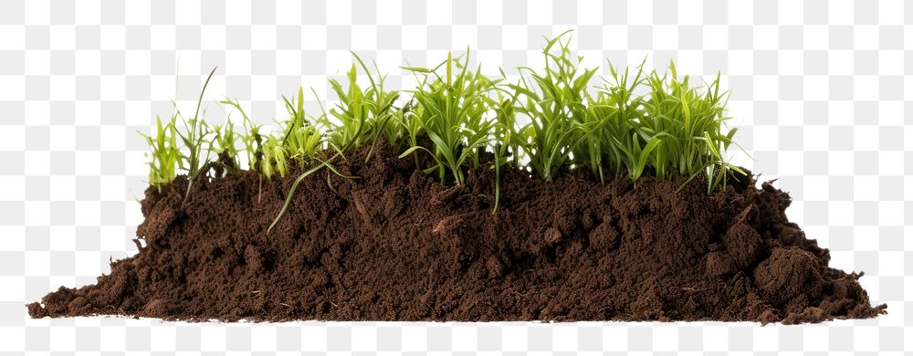 PNG Grass soil outdoors plant. AI generated Image by rawpixel.