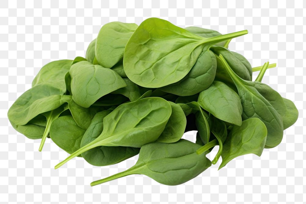 PNG Spinach vegetable plant green. 