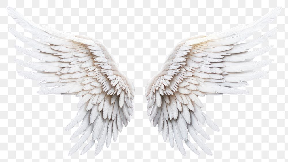 PNG Realistic wings angel white feather. AI generated Image by rawpixel.