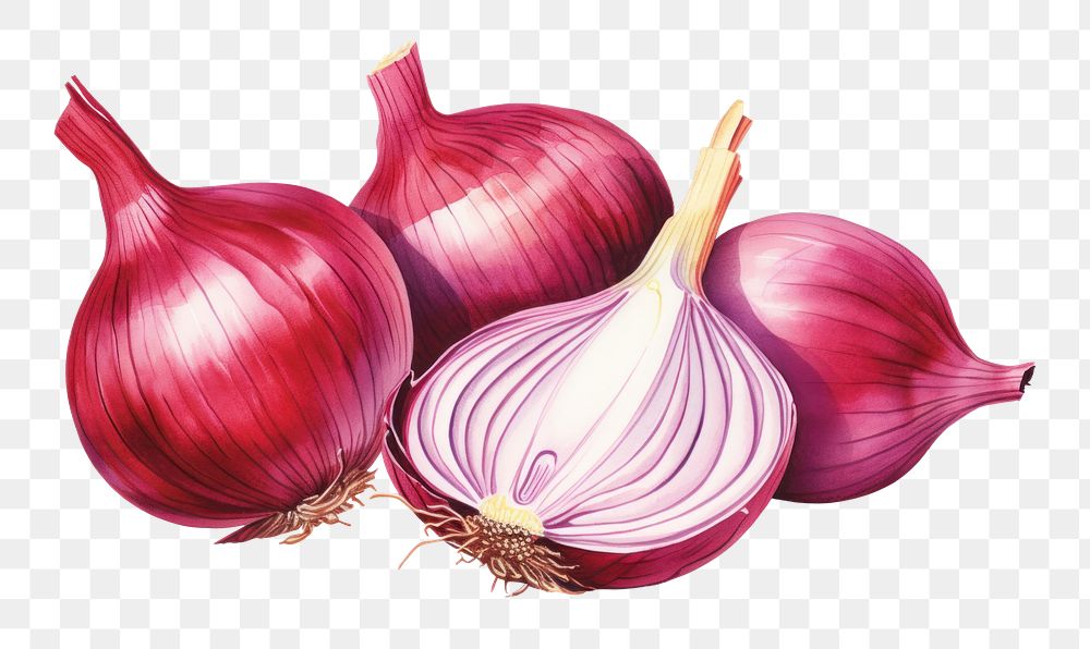 PNG Vegetable shallot onion plant. 