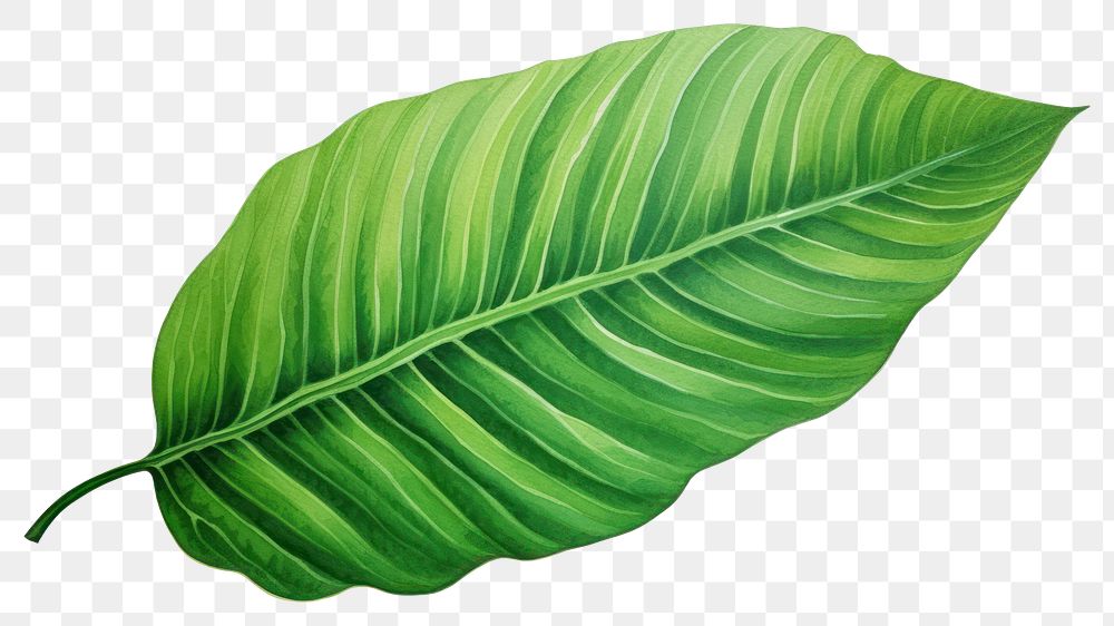 PNG Leaf plant white background xanthosoma. 