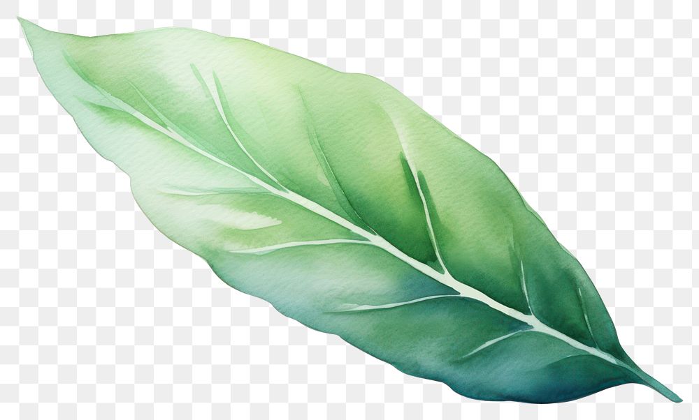 PNG A leaf plant white background freshness. 