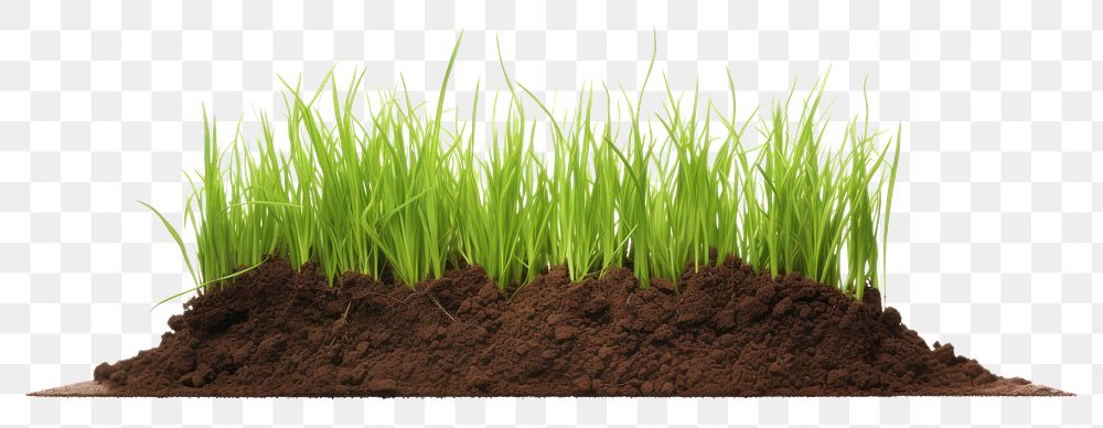 PNG  Grass soil outdoors plant. AI generated Image by rawpixel.