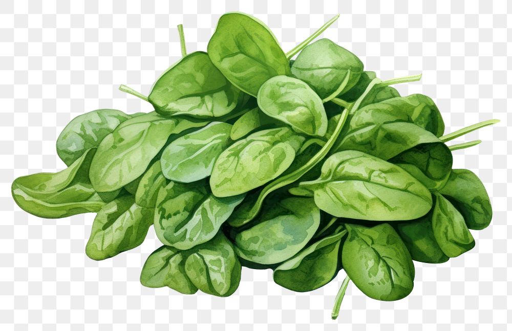 PNG Spinach vegetable plant green. AI generated Image by rawpixel.