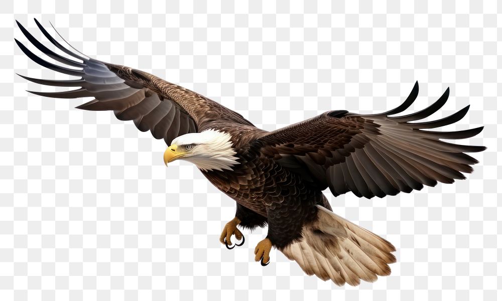 PNG A bald eagle flying animal bird. AI generated Image by rawpixel.