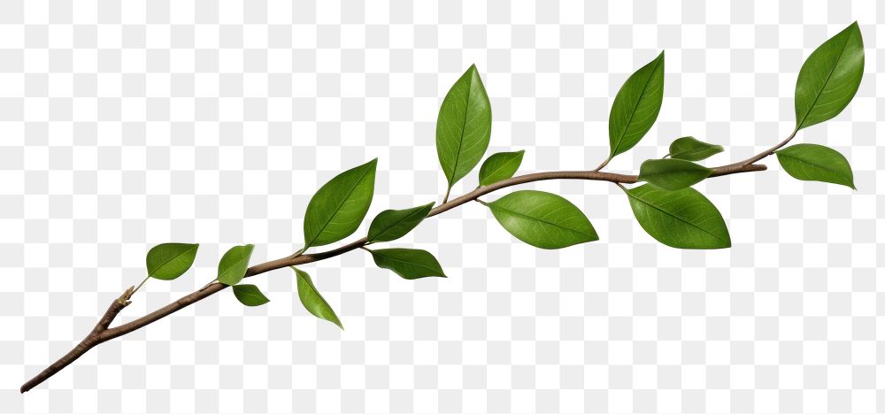 PNG  Branch plant green leaf
