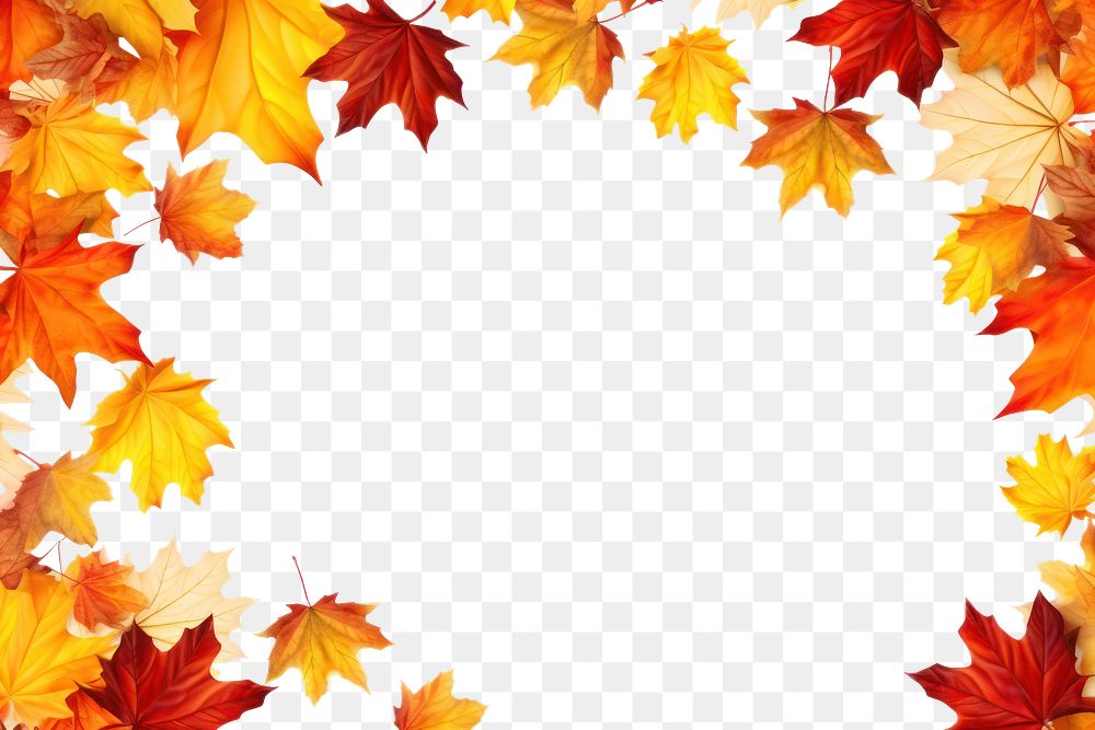 PNG Maple leaves leaf backgrounds falling. 